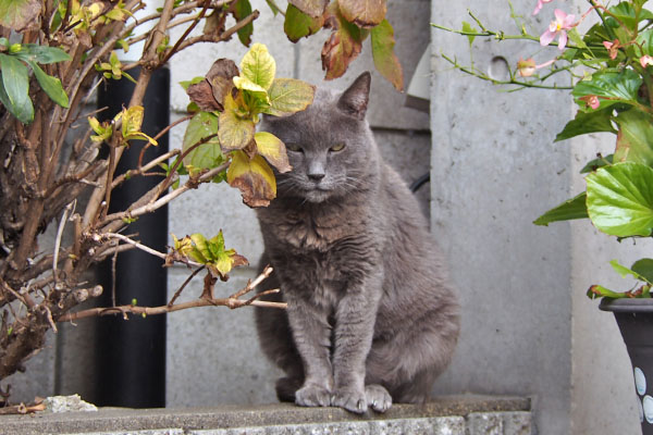 ロシグレ　ちょっとお目メ開いて