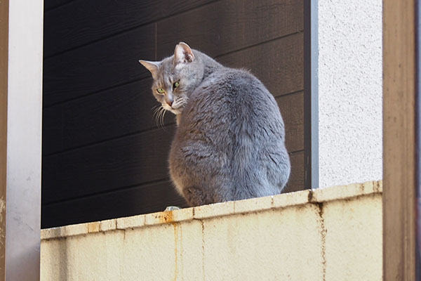 シピ　にゃにやつ