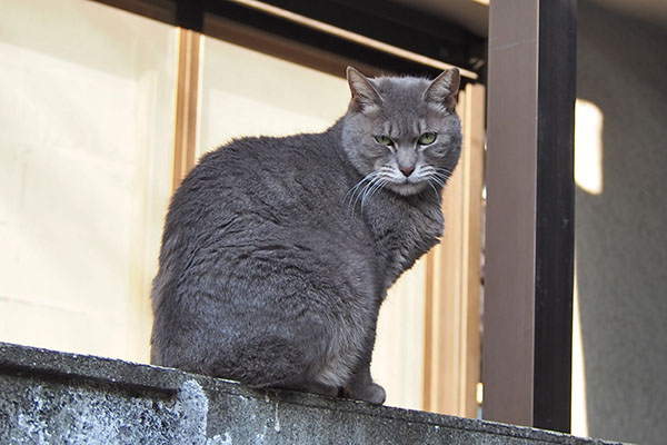 シピ　カメラ目線