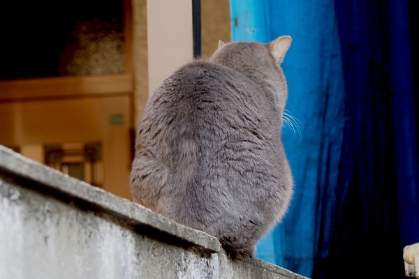 シピ　背中　撮影拒否