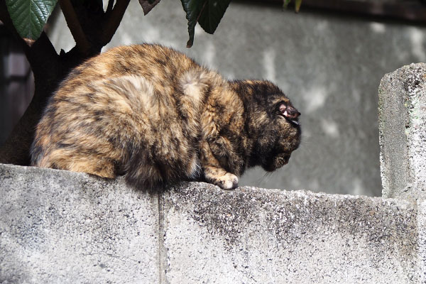 サビーヌ　塀の上