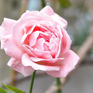 flower pink rose