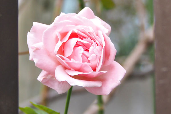 flower pink rose