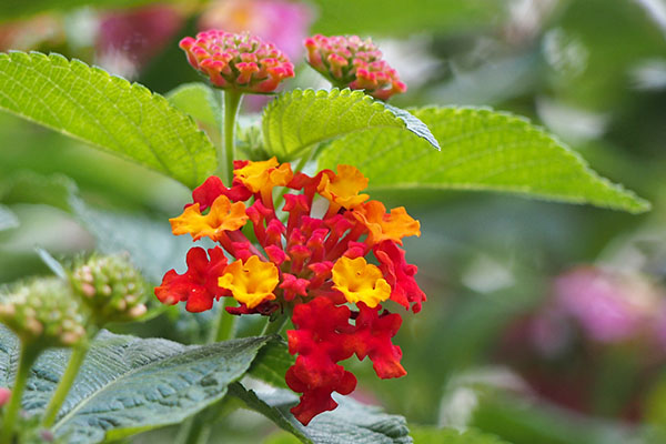 red yelllow small flower