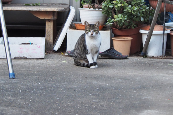 さくら　しっぽマフでお座り