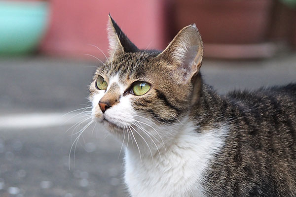 さくら　空を見上げて