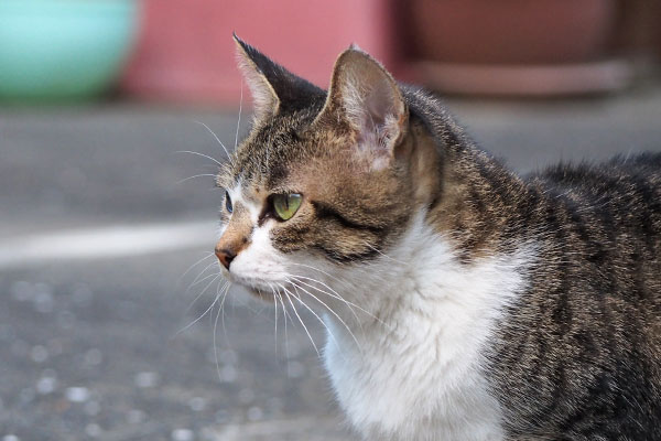 さくら　横顔