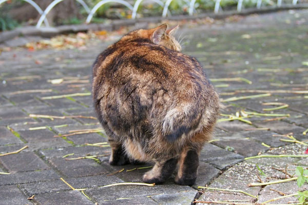 クラタン　立ち上がってお尻向ける