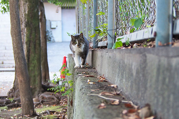 雫　来る　離