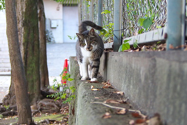 雫　来る　しっぽぶんぶん