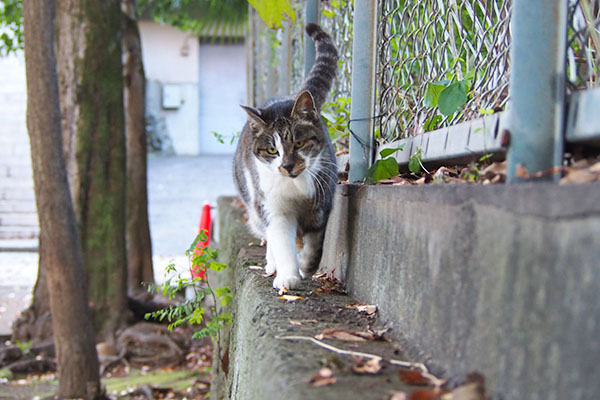 雫　しっぽ上げて