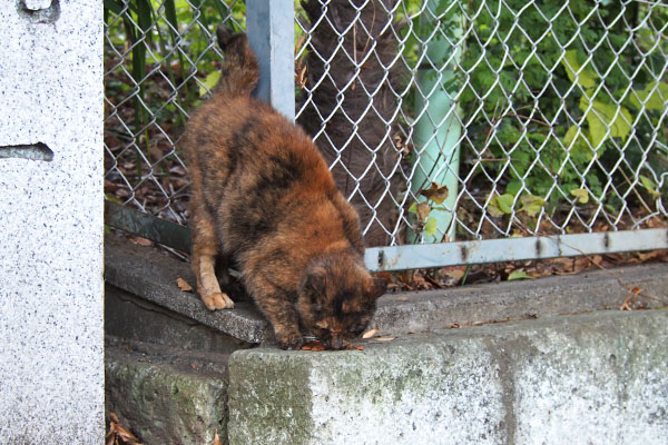 クロテ　食べてる