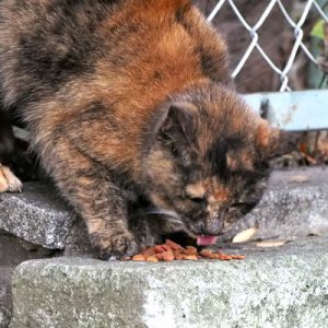 korote eating