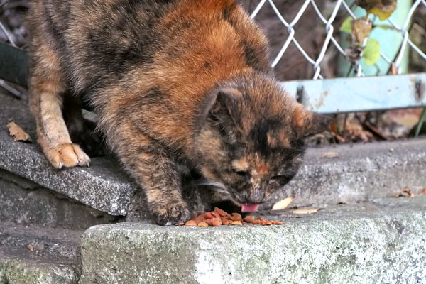 korote eating