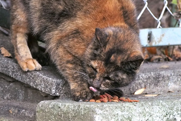 クロテ　気が気じゃない