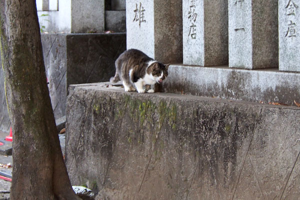 雫　塀の上へ