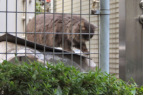 そこで待ってにゃさい　マフ的に