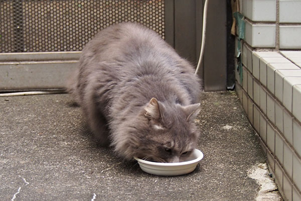 食べる　マフ