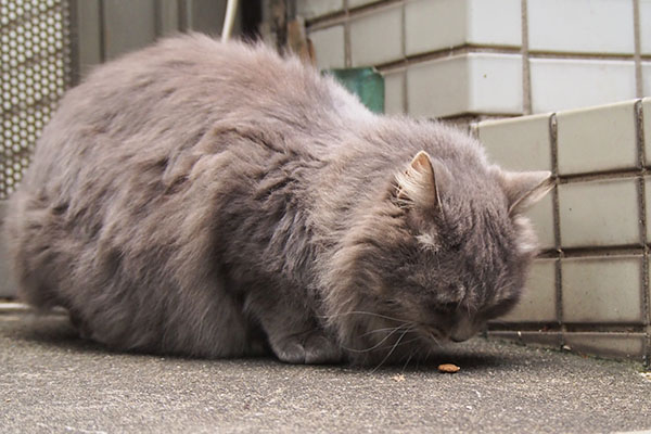 お代わりのカリカリ　マフ