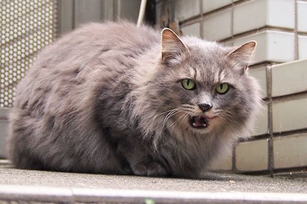 ご馳走さまでしたにゃ　マフ