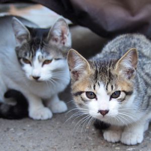 kittens corubi ice