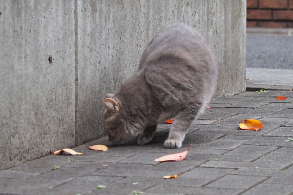 グリ　探す