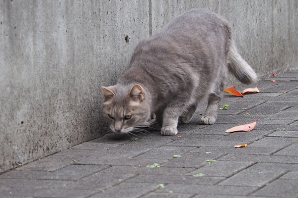 グリ　まだまだ探す