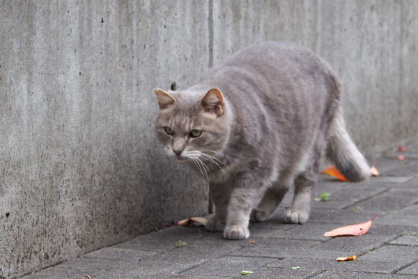 グリ　残ってないと判断