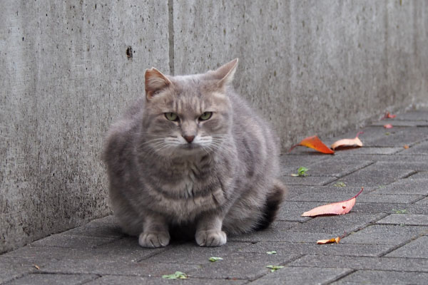 グリ　まだ食べたいので待つ