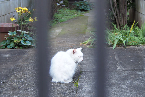 シュニ　こちらを気にして