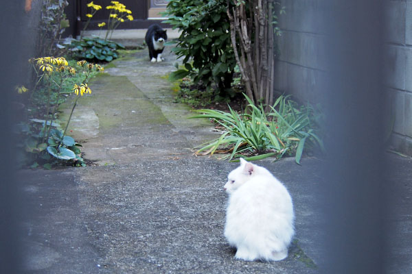 目を逸らすシュニ