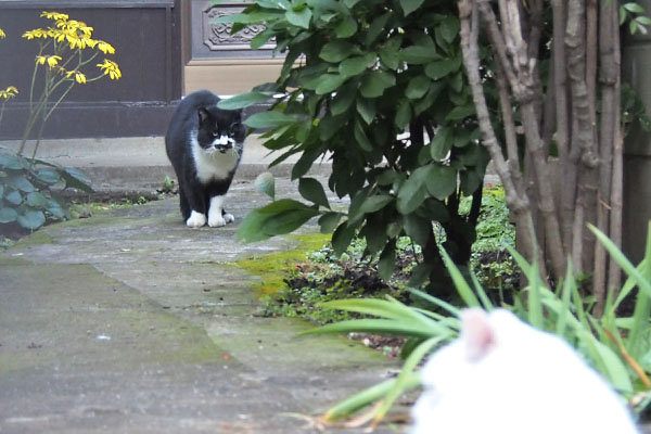 白黒君は怖がりなのかも