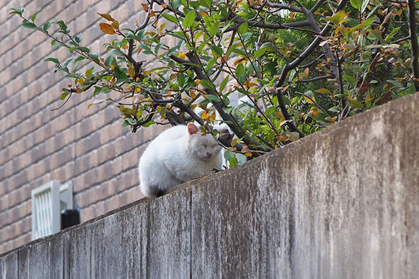 うさぎ　寝ている