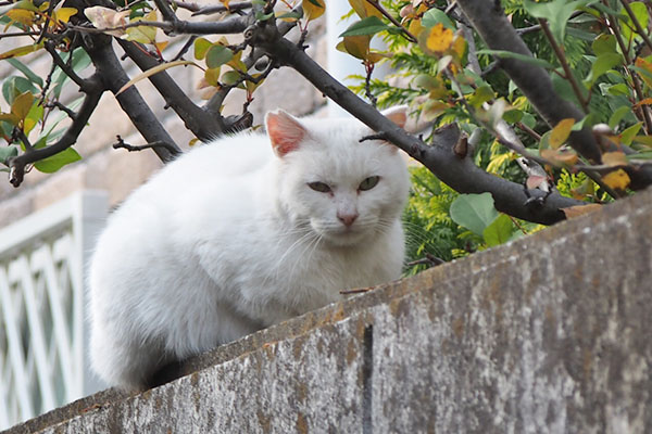 うさぎ　ふっくら