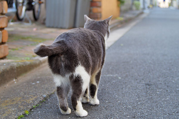 ちびにゃんのおちり