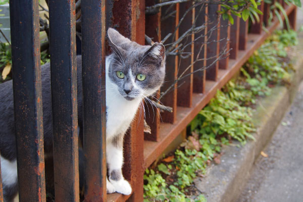 ちびにゃん　移動してまた同じ方向見る