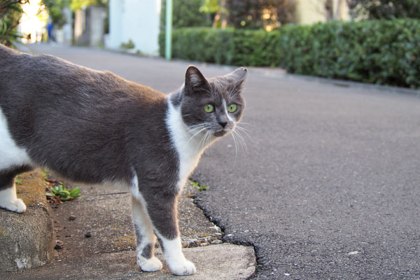 ちびにゃん　柵から出ても見続ける