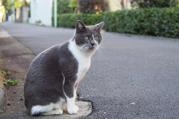 ちびにゃん　兄を待つ