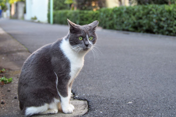 ちびにゃん　お座りイカ耳