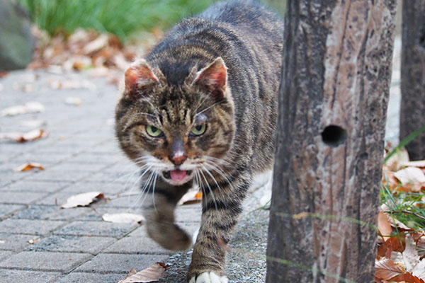 フォックス　来たにゃ