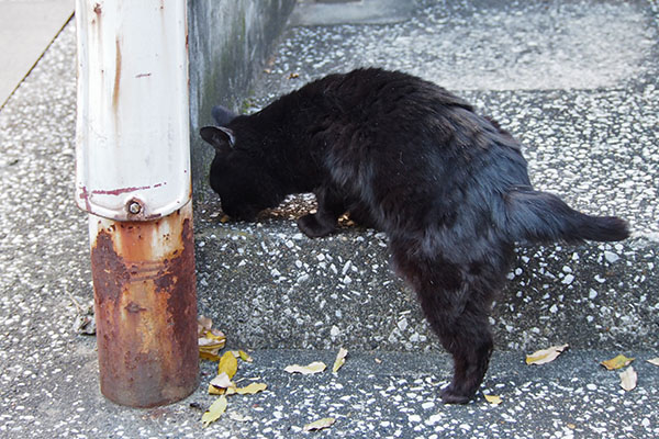 くろ太　片足上げて　食べる