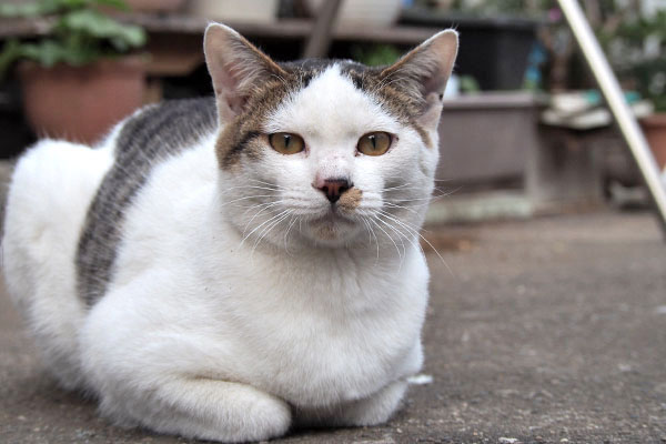 コチュ　さくらの息子