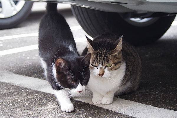 さくらとマスク