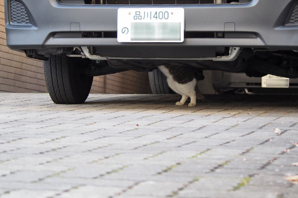 車の下に猫のあんよ