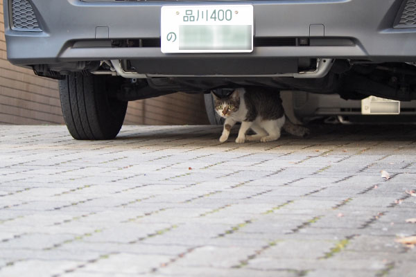 コーちゃん　車の下