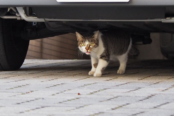 コーちゃん　目が合った