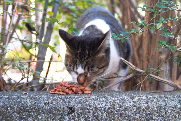 コーちゃん　目を閉じて食べる