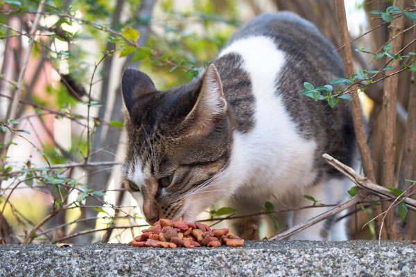 コーちゃん　ゆっくり召し上がれ