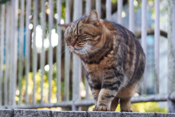 クラタン　ナチュラル感