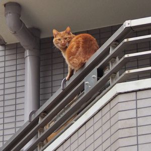 手すりの上の茶トラ君 カメラ見る